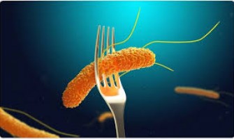 Salmonella: μια επαναστατική λύση για την ασφάλεια των τροφίμων Salmonella: μια επαναστατική λύση για την ασφάλεια των τροφίμων